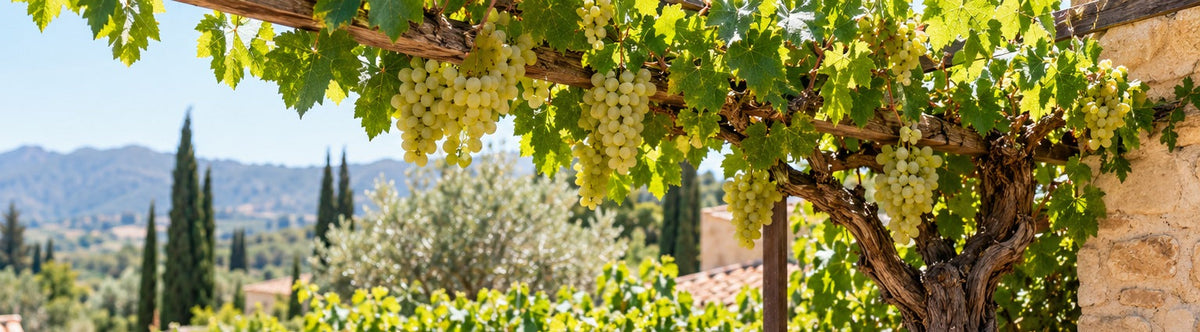 Biologische witte druiven Vitis vinifera aan mediterrane druivenstruik