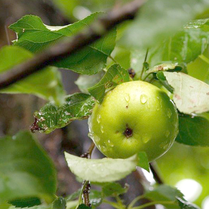 Fruitbomen