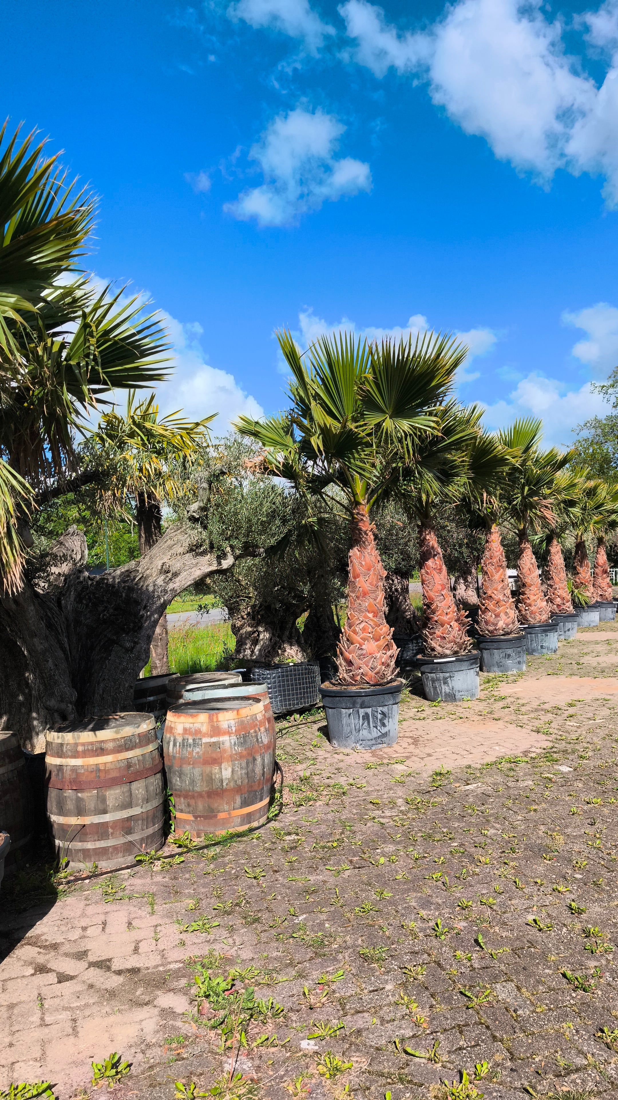 Washingtonia robusta - Desert palm