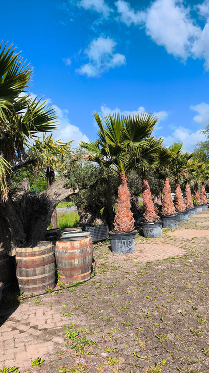 Washingtonia robusta - Desert palm