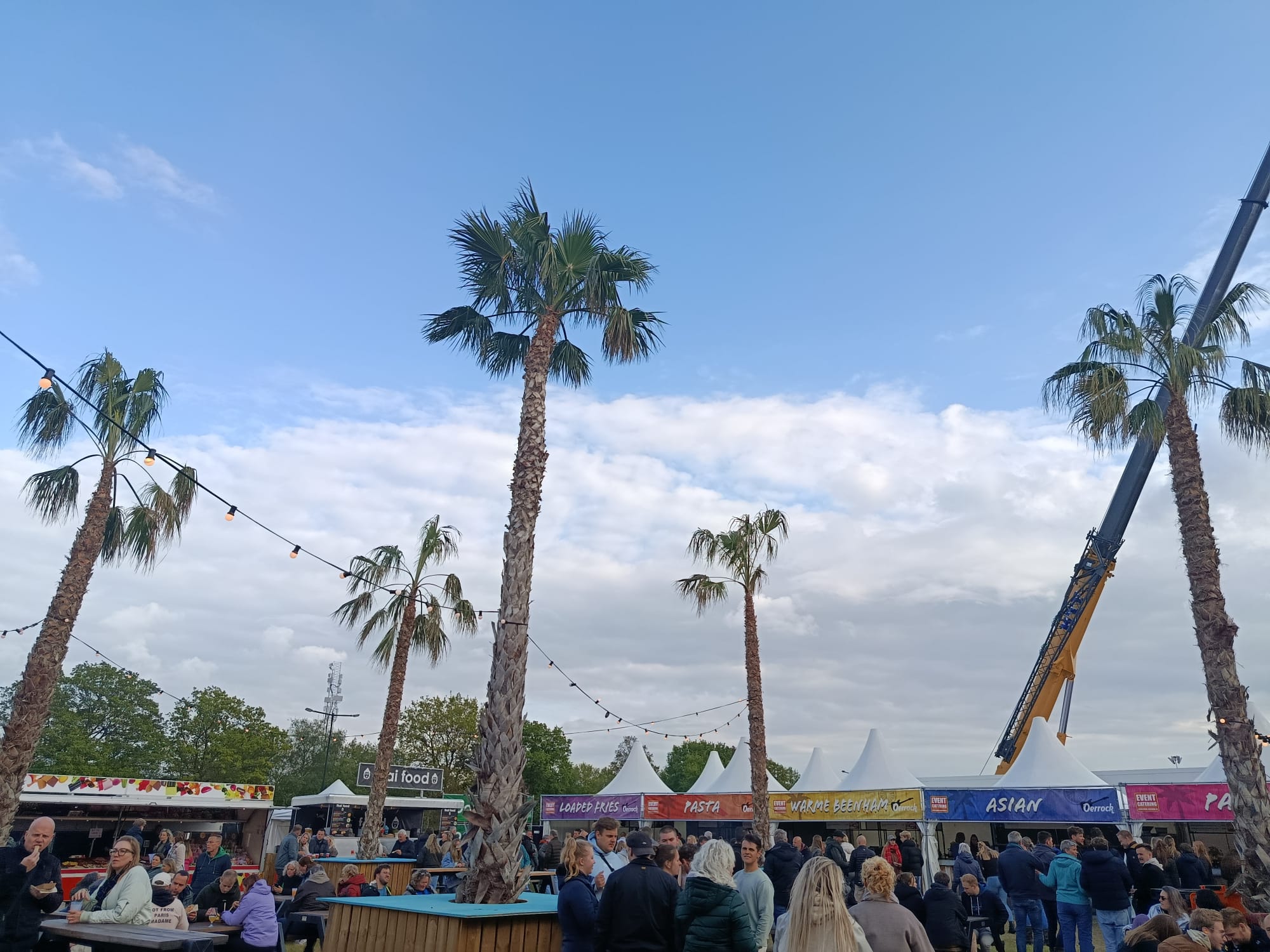 Washingtonia robusta - Desert palm