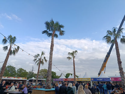 Washingtonia robusta - Desert palm