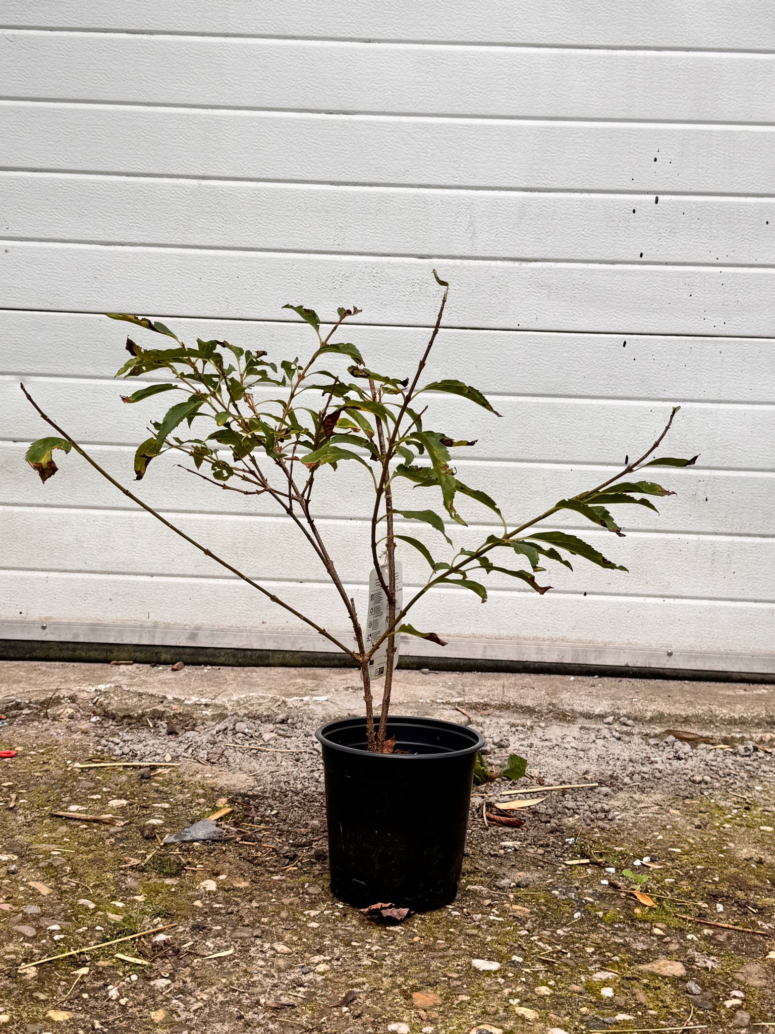 Forsythia - Chinees klokje