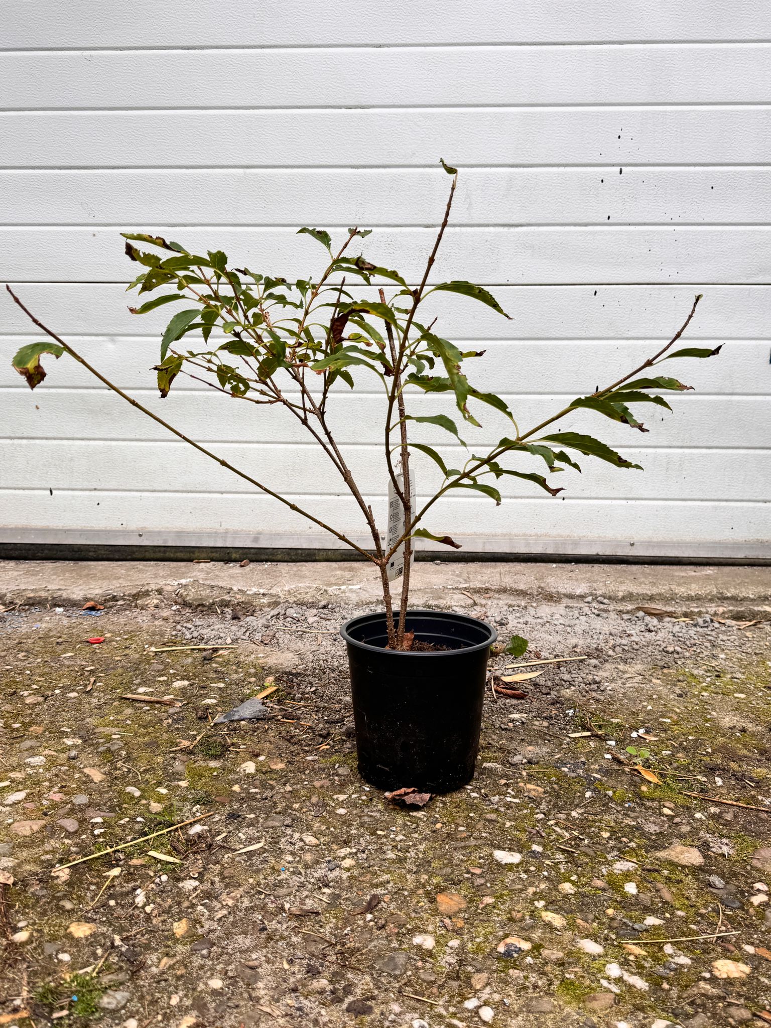 Forsythia - Chinees klokje