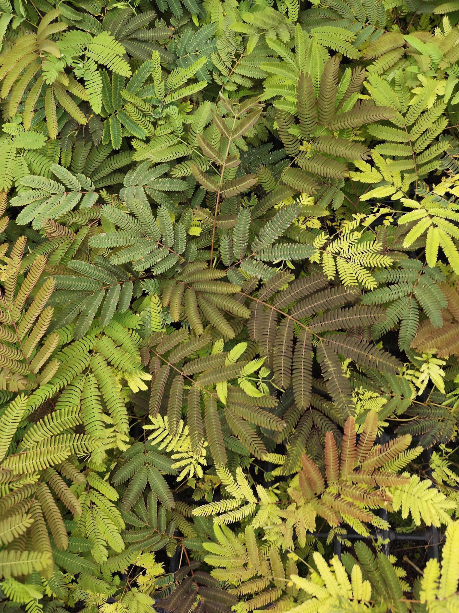 Albizia julibrissin - Persian Silk Tree