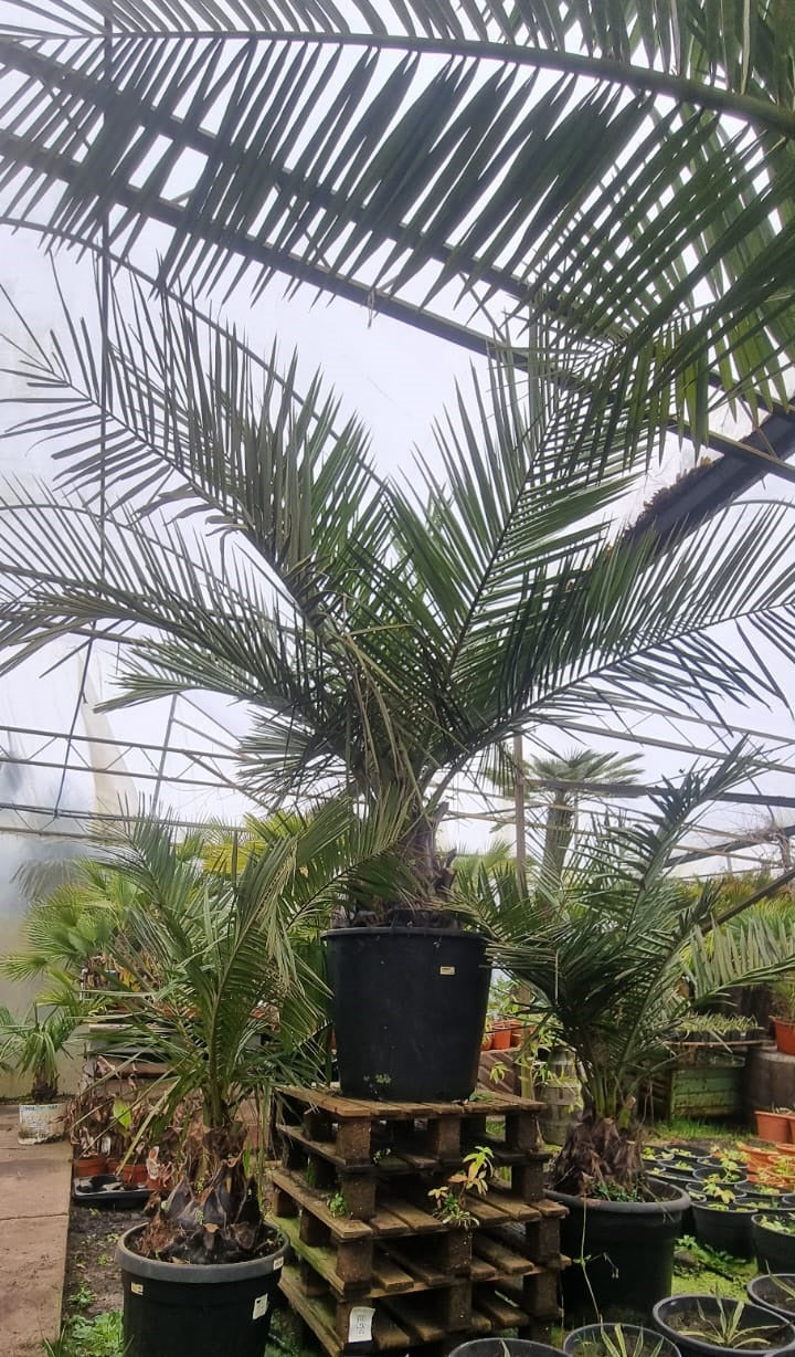 Jubaea chilensis - Kokospalm