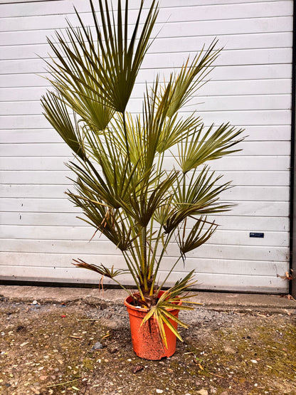 Trachycarpus fortunei - Waaierpalm