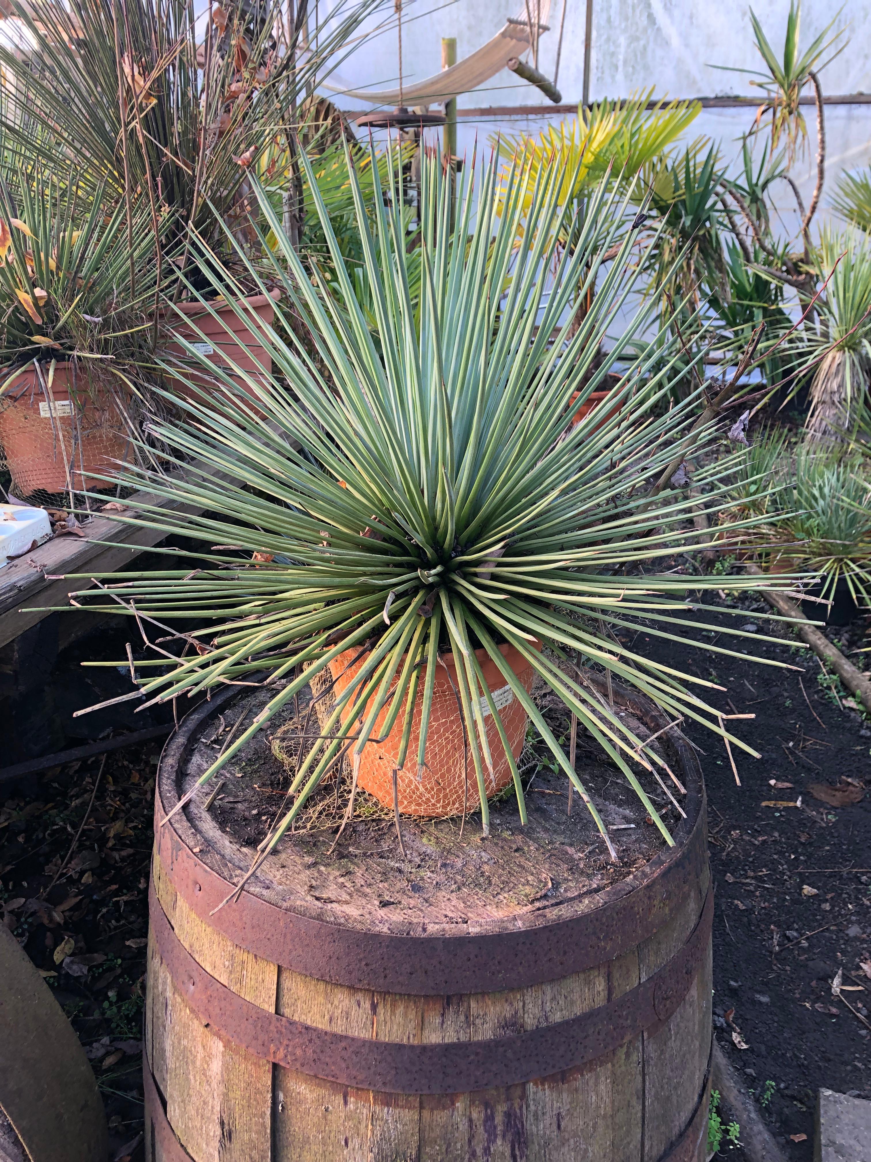 Agave stricta - Agave Blau