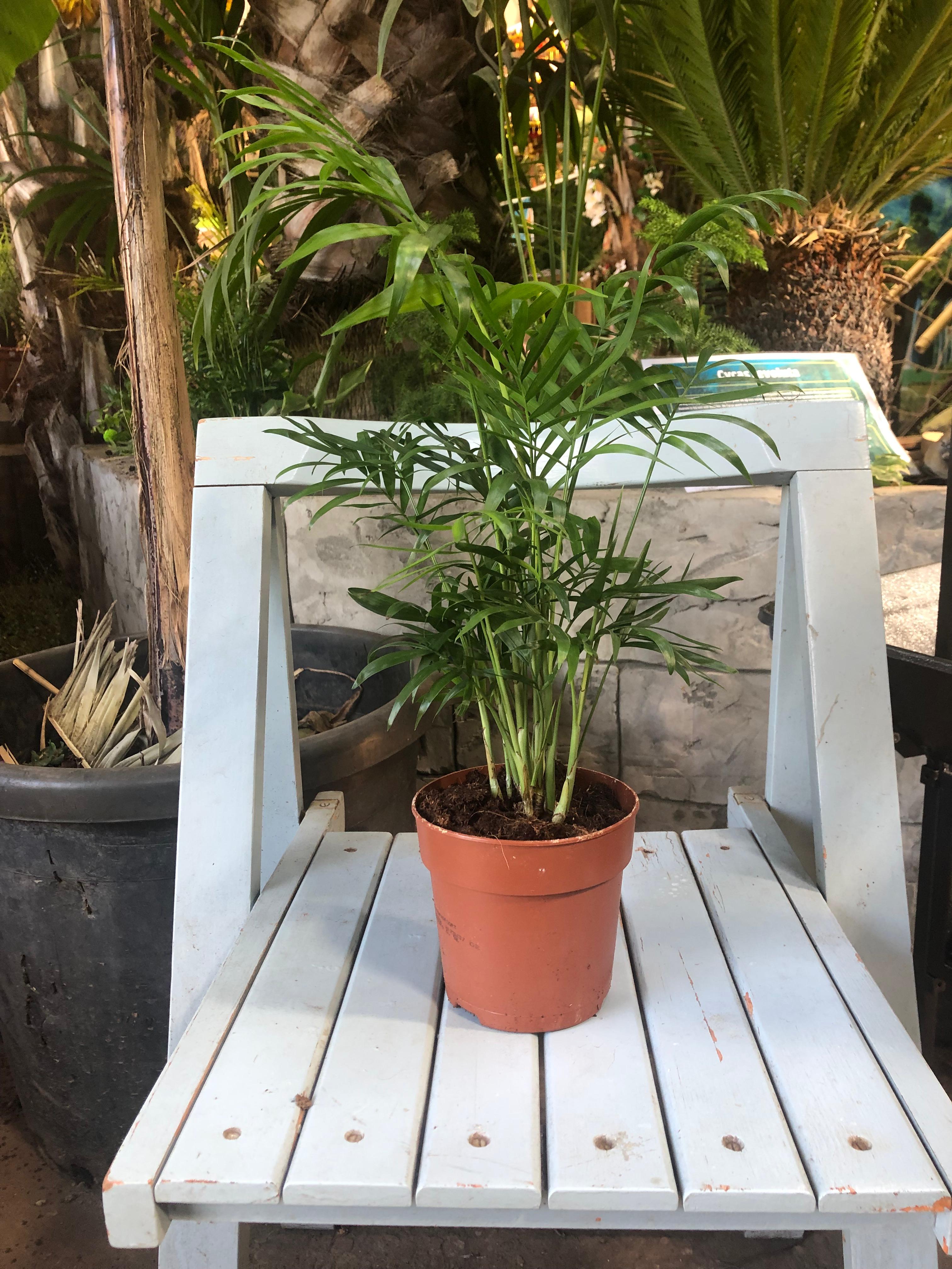 Chamaedorea elegans - Mexikanische Bergpalme