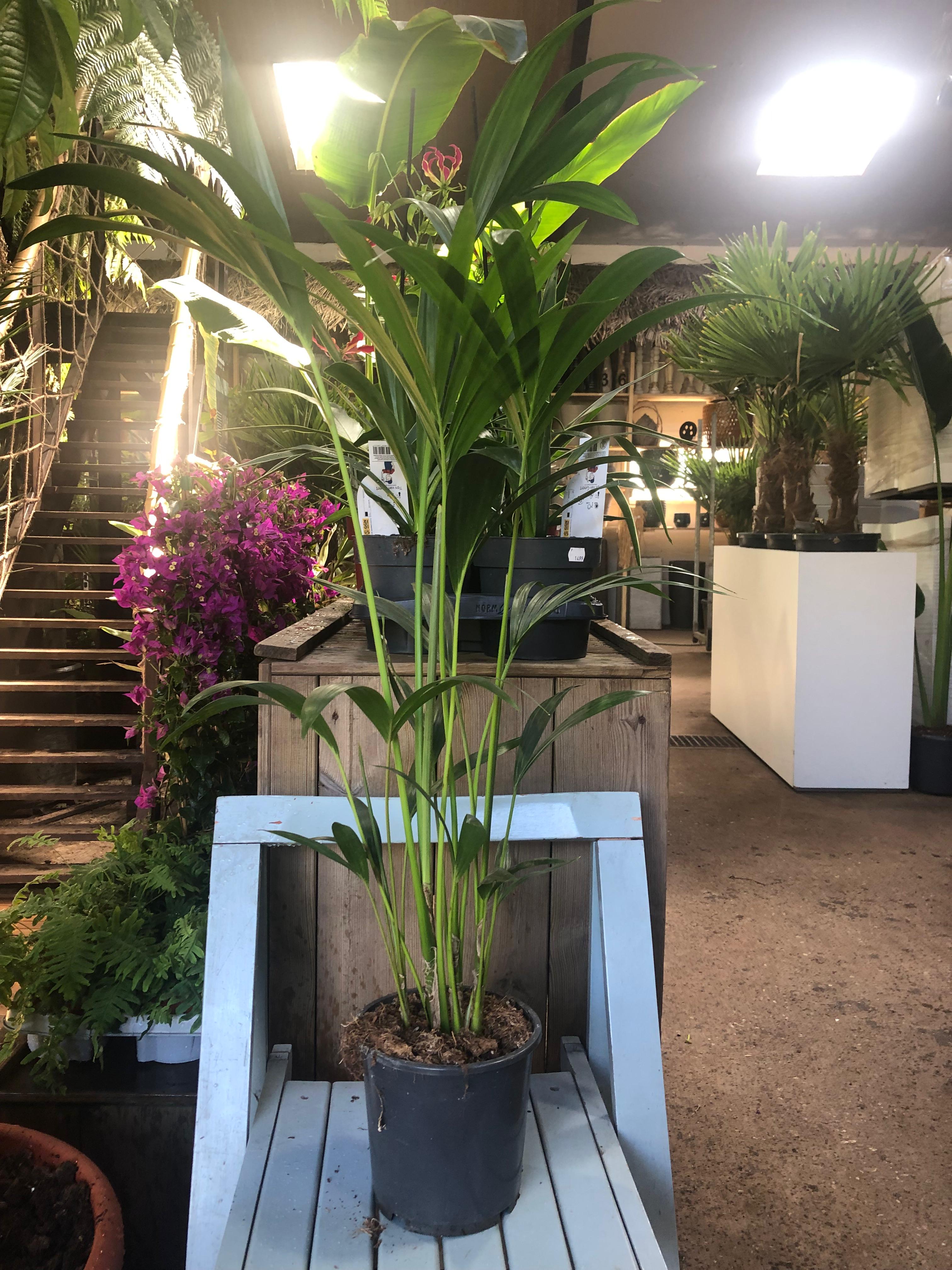 Howea forsteriana - Kentiapalme