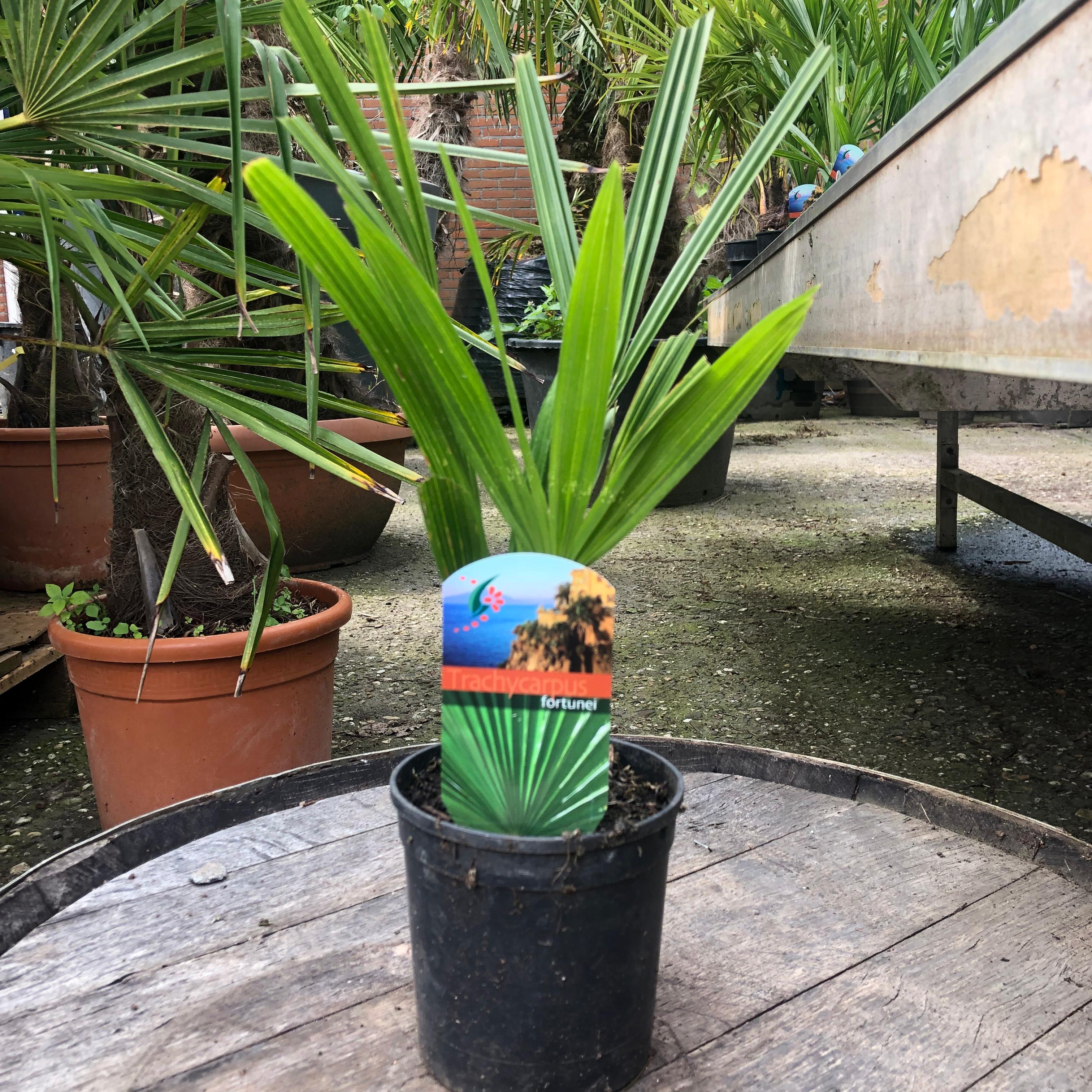 Trachycarpus fortunei - Fächerpalme