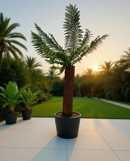 Dicksonia antarctica - Tasmanian tree fern