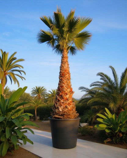 Washingtonia robusta - Wüstenpalme
