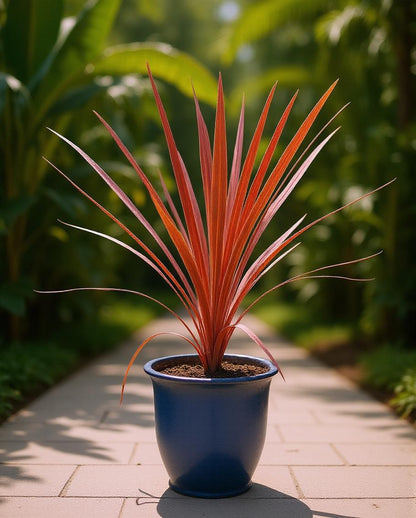 Cordyline australis 'Red Star' - Red Cabbage Palm