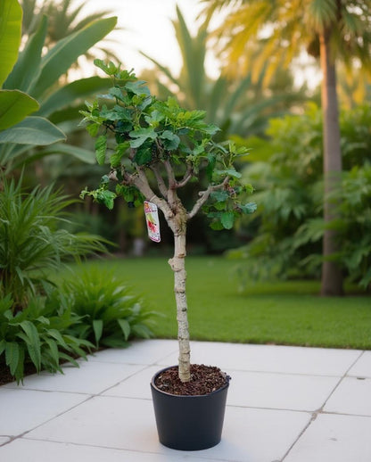 Ficus carica 'Brown Turkey' - Feigenbaum