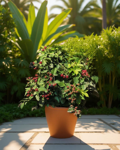 Rubus 'Thornless' - Bramenstruik - Zonder doorns
