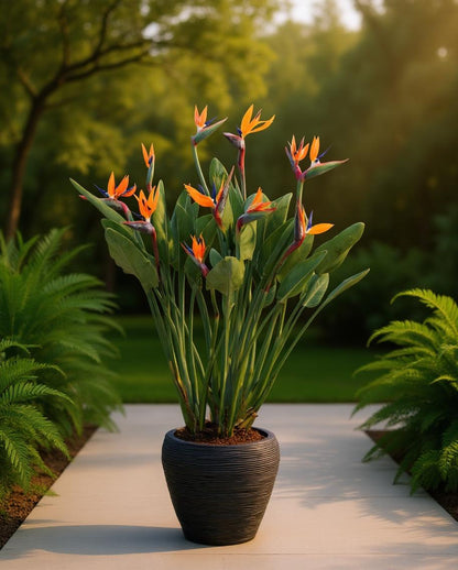 Strelitzia nicolai/reginae - Paradiesvogelblume