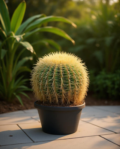 Echinocactus grusonii - Schwiegermutterstuhlkaktus