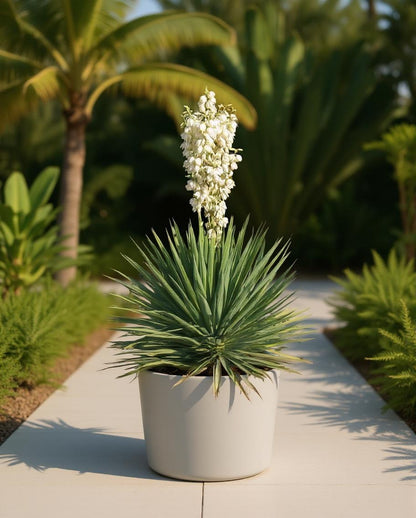 Yucca filamentosa - Palmlilie - Weiße Blüte