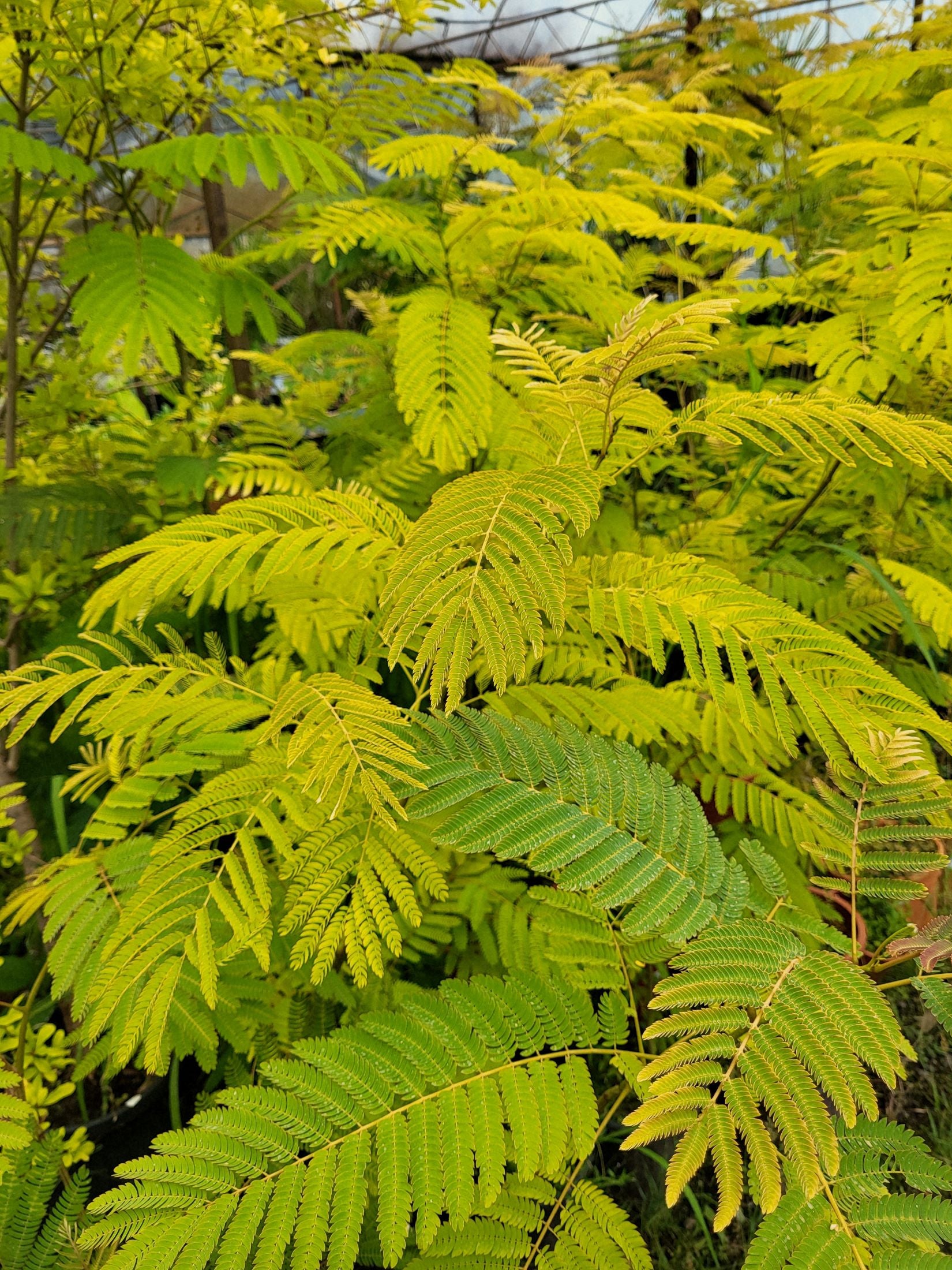 Albizia julibrissin - Persischer Seidenbaum