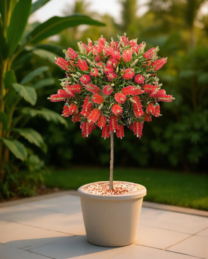 Callistemon citrinus - Zylinderputzer