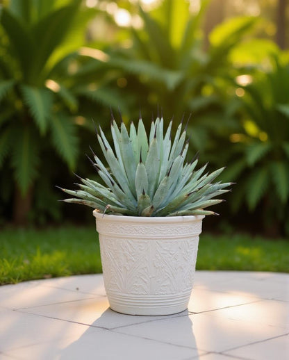Agave macroacantha - Große Agave