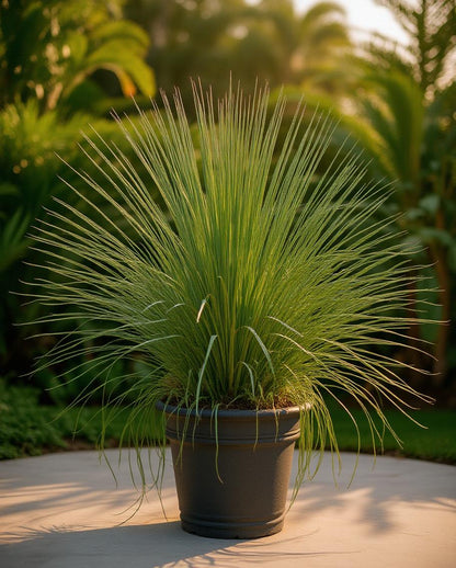 Mexican grass tree - Dasylirion longissimum