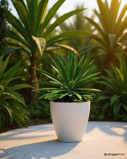 Agave fourcroides