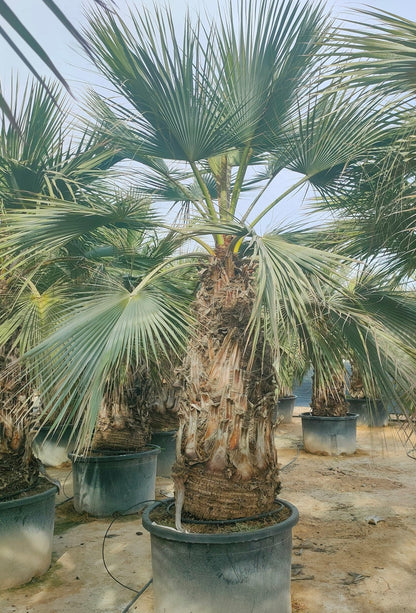 Brahea armata - Mexican Blue Fan Palm