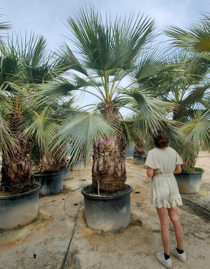 Brahea armata - Mexican Blue Fan Palm