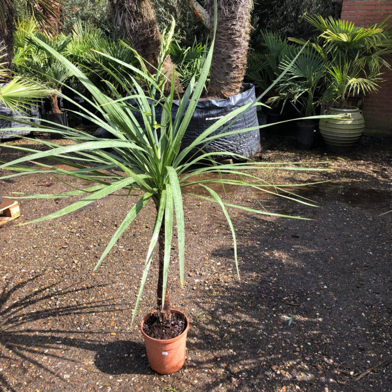cordyline australis dracaena indivisa Cordyline australis