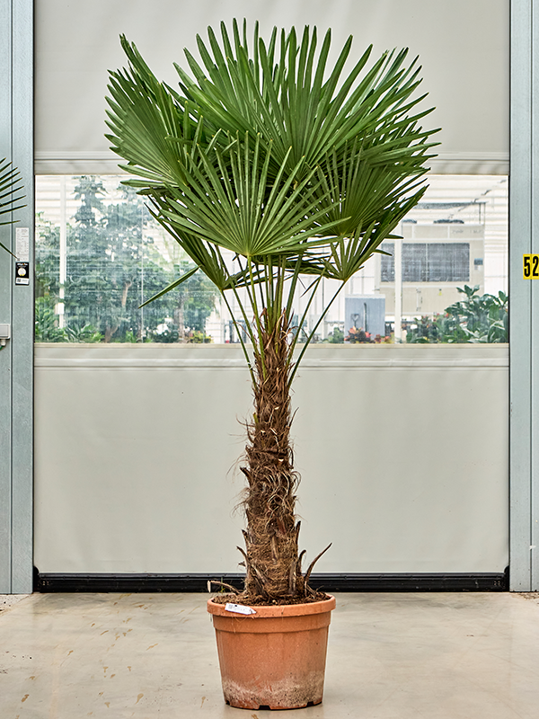 Trachycarpus fortunei