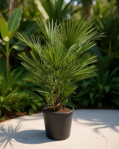 Chamaerops humilis - Europäische Zwergpalme