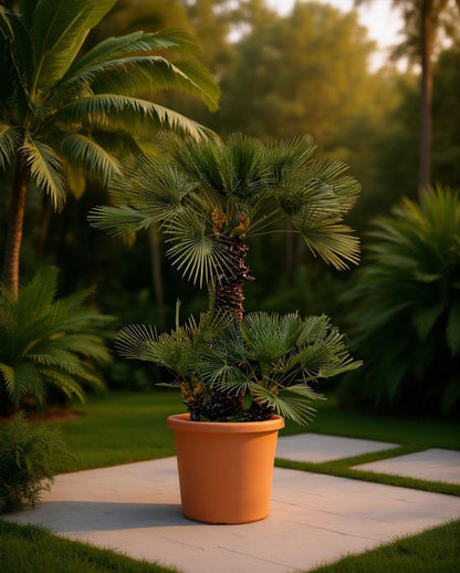 Chamaerops humilis - Europäische Zwergpalme
