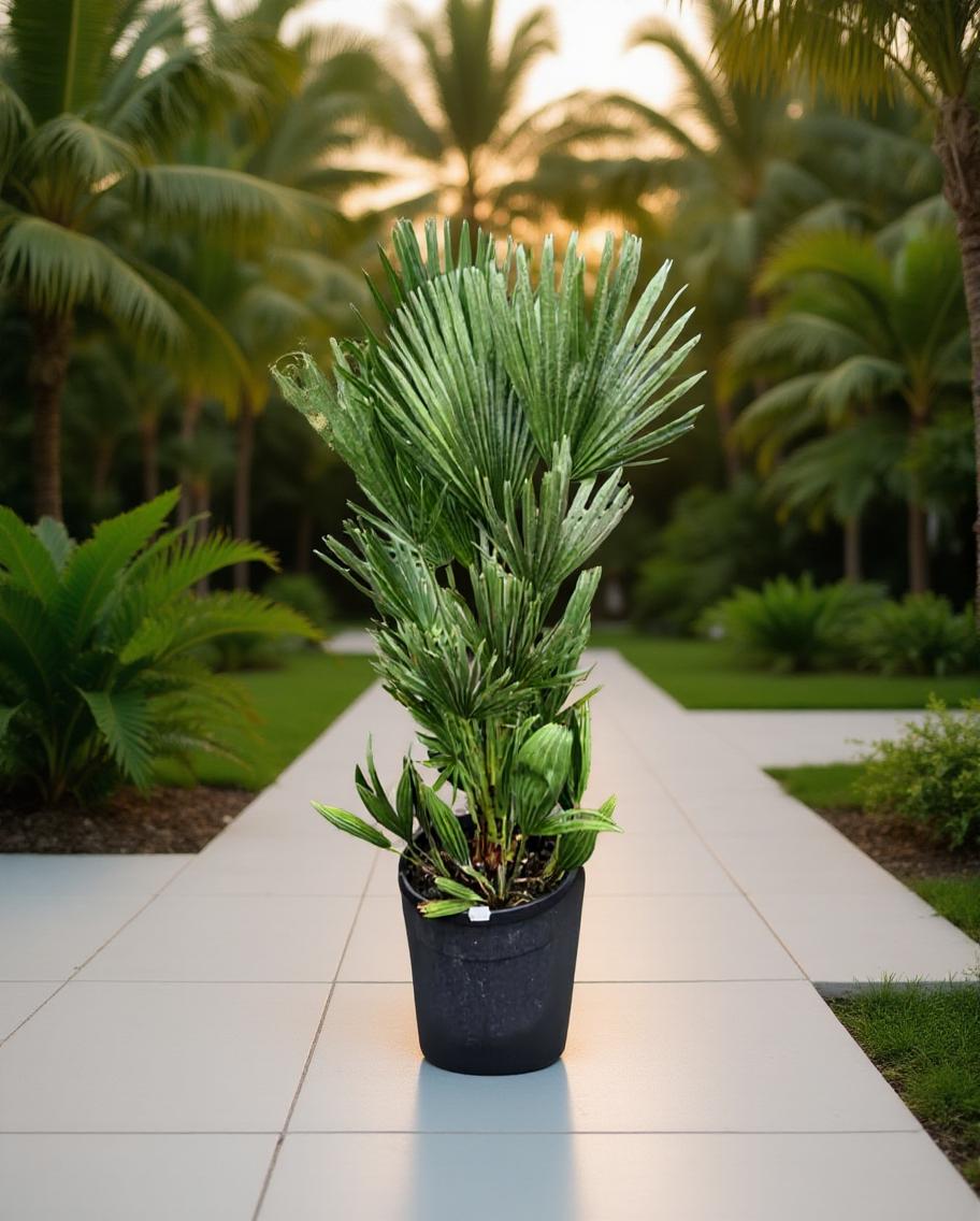 Chamaerops humilis Vulcano - Europese Dwergpalm