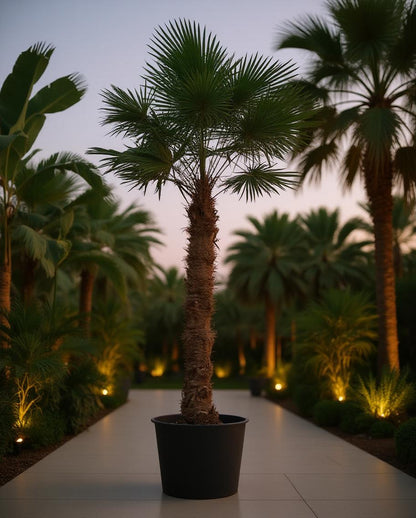 Trachycarpus fortunei - Fan palm