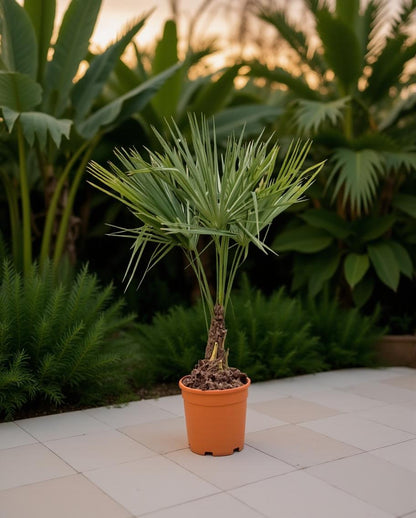 Trachycarpus fortunei - Fächerpalme