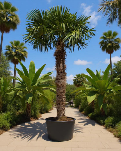 Trachycarpus fortunei - Fächerpalme
