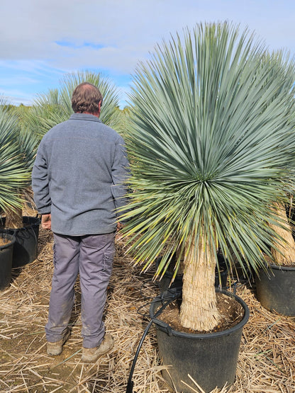 Yucca rostrata - Palmlilie 