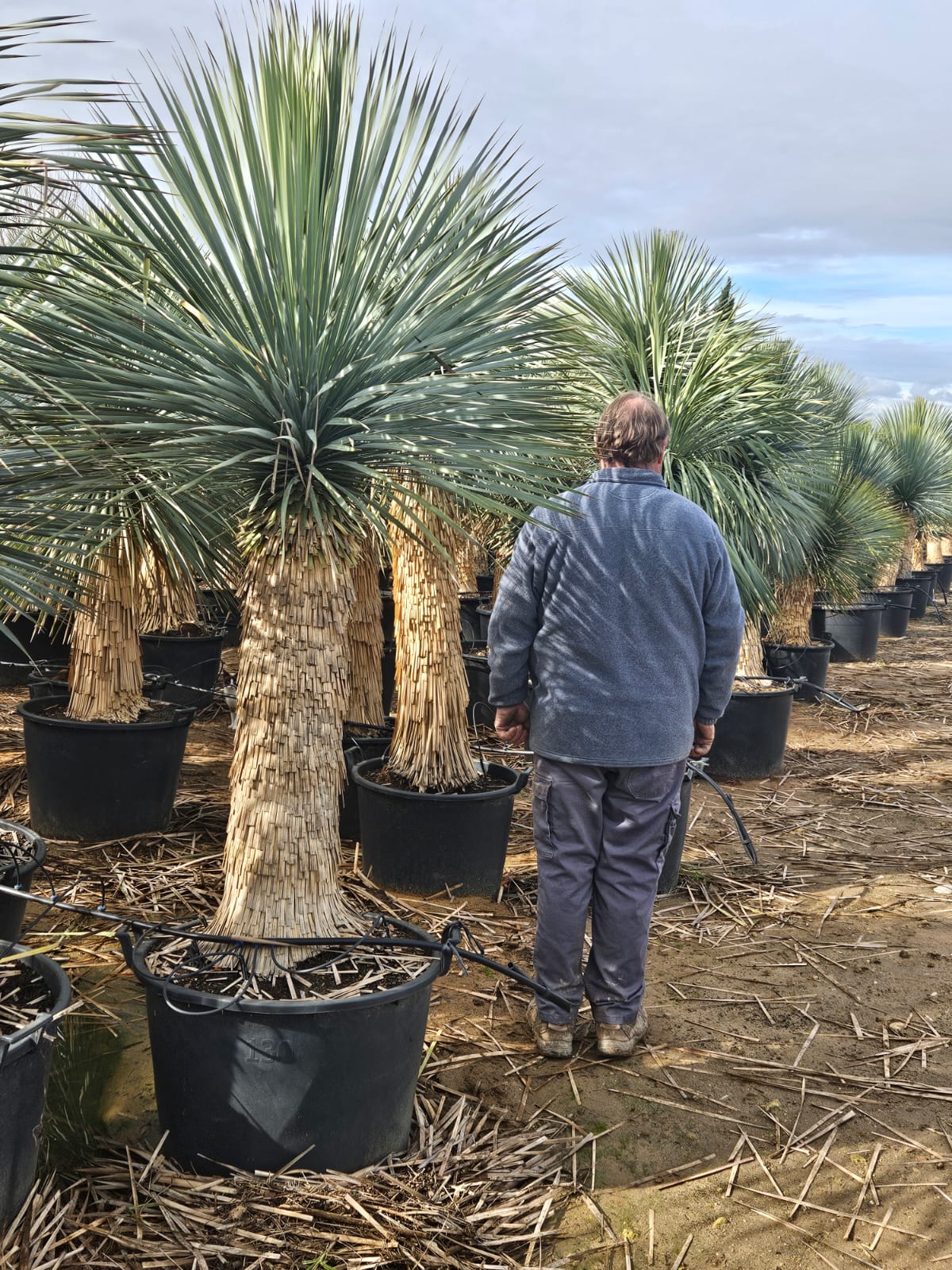 Yucca rostrata - Palmlilie 