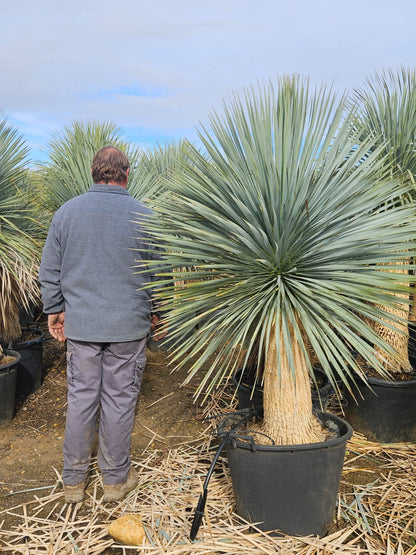 Yucca rostrata - Palmlilie 