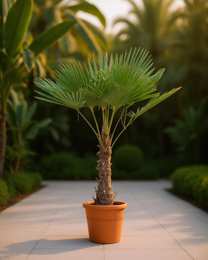 Trachycarpus fortunei - Fan palm
