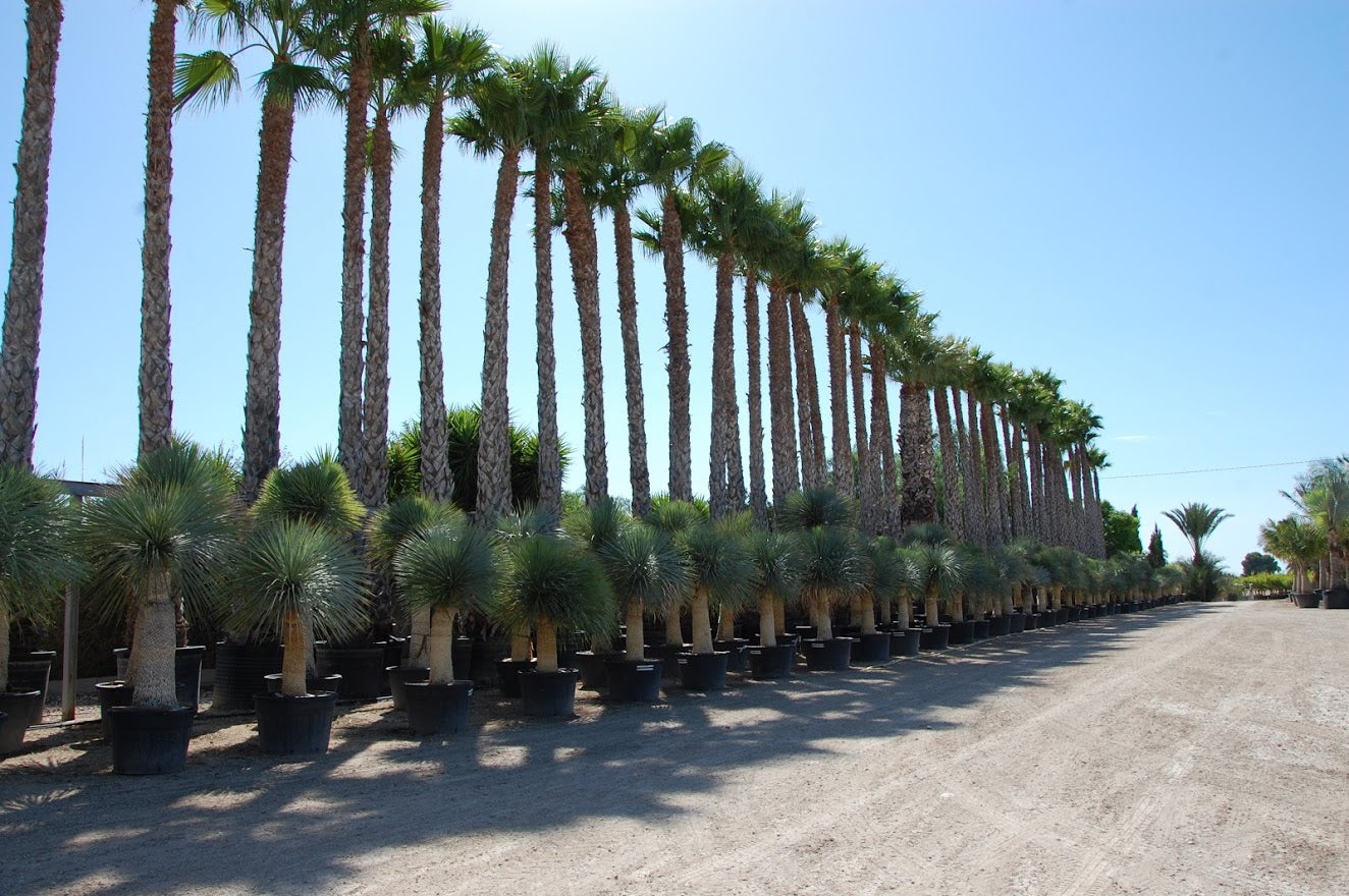 Washingtonia robusta - Wüstenpalme