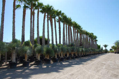 Washingtonia robusta - Wüstenpalme